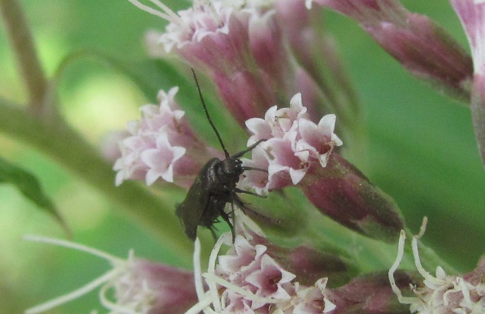 Scythris sp. (Scythrididae) da ID